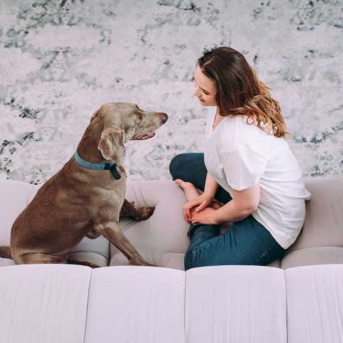 aprende a comunicarte con tu animal